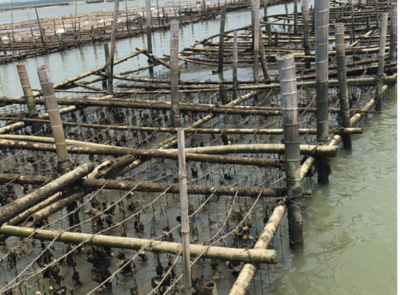 广东省海水养殖、水产加工技术创新试点专业镇--潮州市饶平县汫洲镇