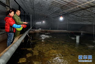 河北乐亭 海产品工厂化养殖助农增收