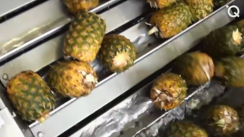 现代化食品加工厂 机械化操作过程太精彩了