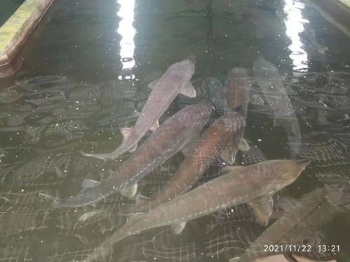 湖北宜昌新增一家鲟 鳇 鱼省级良种场