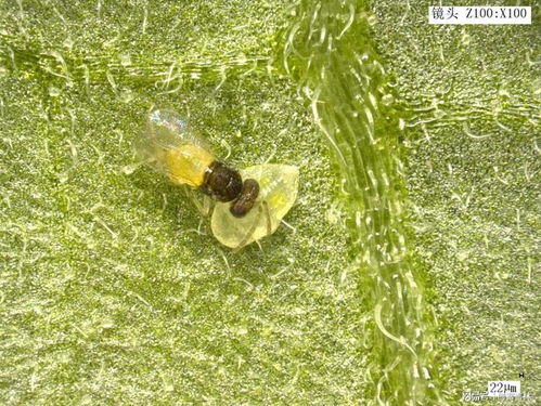 吉林省迪丰生物科技有限责任公司简介