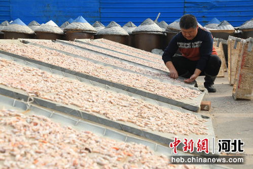 河北滦南 海产品加工晾晒忙