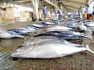 厄瓜多尔输德水产品加工贸易激增，产业链协同效应凸显