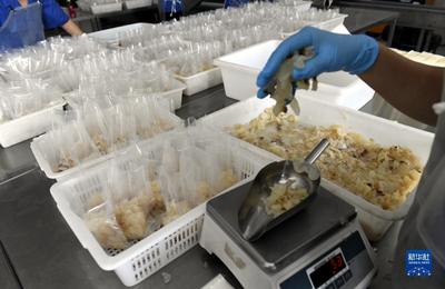 滨州沾化:海蜇加工忙