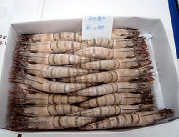 美减免印度对虾出口商的反倾销税-加工贸易- 中国水产门户网 - 最具影响力的水产网站