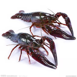 吃货眼中的端午节,你们老家吃这些吗