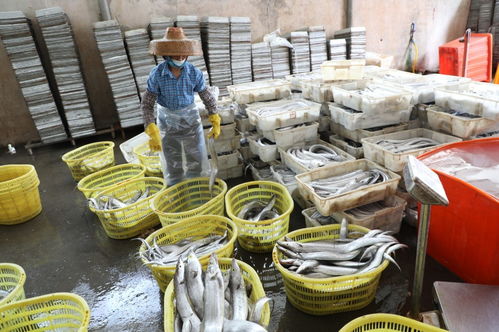 原创组图丨儋州白马井渔娘 海边奋斗的女人，水产加工的光影人生