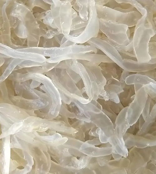 品鲜营口 海中软黄金，营口海蜇闪耀全世界